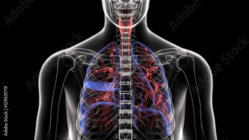 Cuadro en lienzo Male anatomy of human respiratory system in x-ray. 3d render
