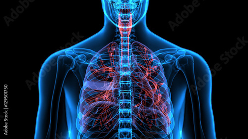 Male anatomy of human respiratory system in x-ray. 3d render