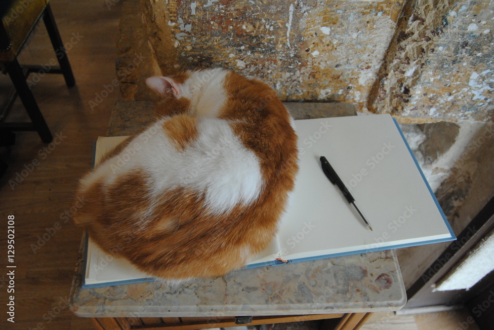 Obraz premium micio assonnato