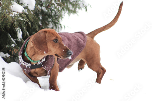 Dog with coat in the snow.