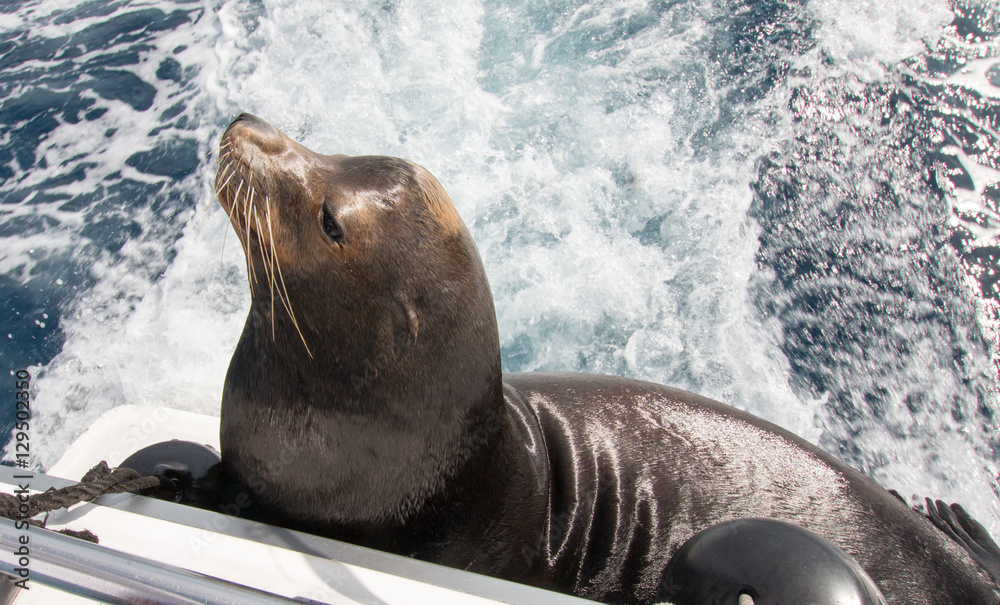 Fototapeta premium California Sea Lion on the back of charter fishing boat in Cabo San Lucas Mexico