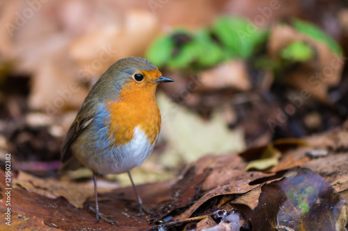 Robin (Erithacus rubecula) on ground on fallen leaves. Bird hunting for food in profile with particularly striking orange breast and fine detail in feathers