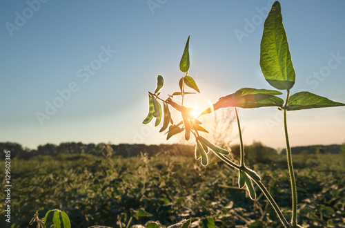 Green soybean pods closeup agricultural background