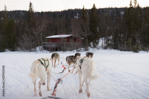 Dogs running with sled in winter