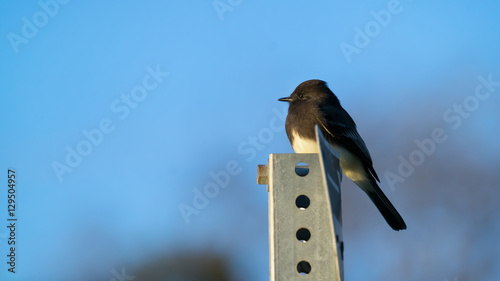 Black Phoebe Perched on Signpost photo