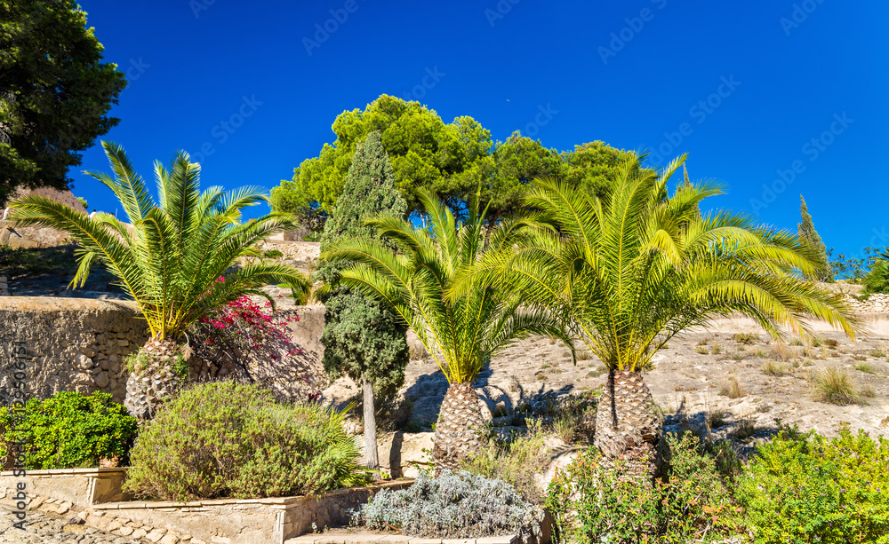 Palm trees at Santa Barbara Castle in Alicante, Spain
