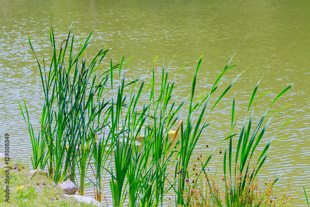 reeds growing at the lake reeds growing at the lake
