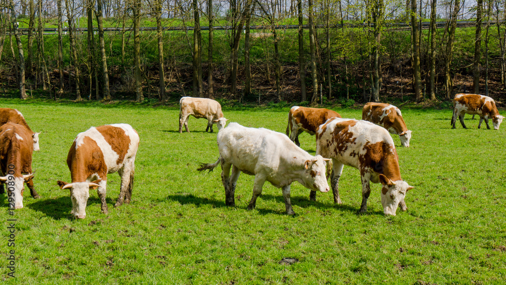 Obraz premium Dirty cow. Cows grazing on a green field