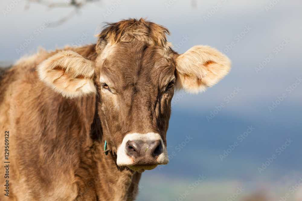 Portrait cow. Cow Farm. Close Up Of Cows Head Grazing At Field Portrait cow. Cow Farm. Close Up Of Cows Head Grazing At Field