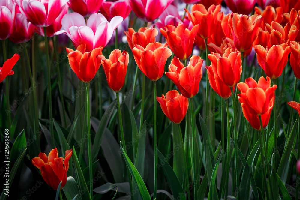 Tulip. colorful tulips. tulips in spring,colourful tulip