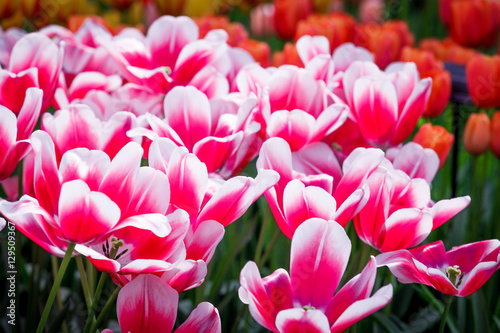 Tulip. colorful tulips. tulips in spring,colourful tulip © EwaStudio