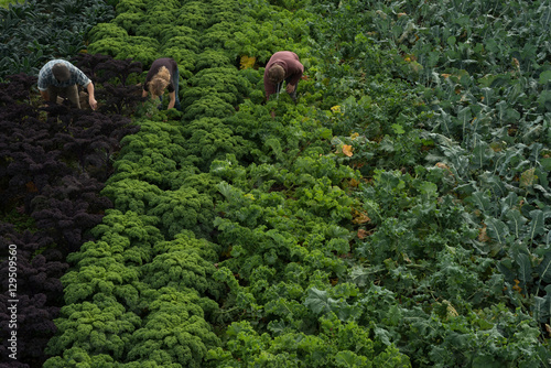 Fényképezés Workers picking field of green and purple organic kale