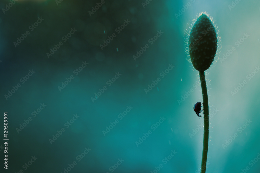 Fototapeta premium Ladybug loves the smell of poppy