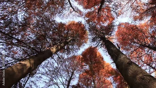 風に揺れるメタセコイヤの木
