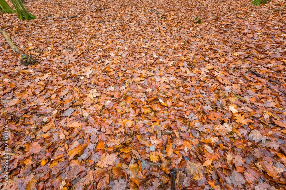 Close up of dead leaves, natural background Close up of dead leaves, natural background