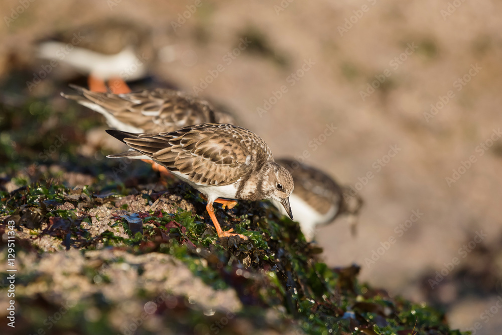 Fototapeta premium Ruddy Turnstone, Turnstone, Arenaria interpres