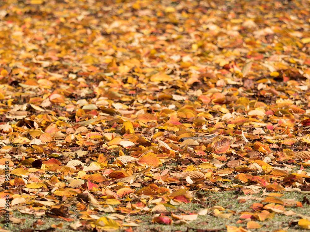紅葉した葉が降り積もった地面
