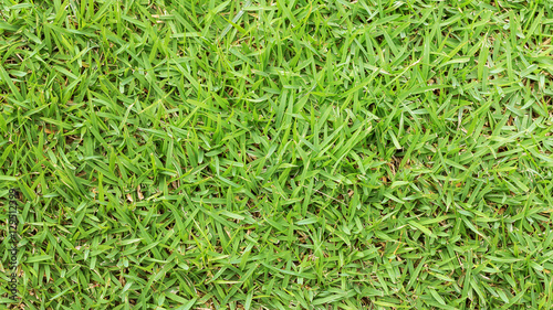 Green grass texture or Green grass background for design with copy space for text or image. Top view of natural green grass for golf course and soccer field.