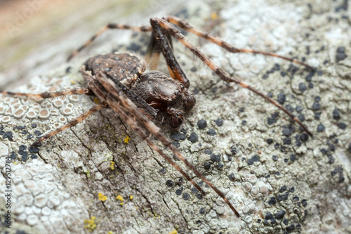 Male walnut orb-weaver spider, Nuctenea umbratica on wood