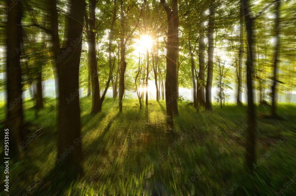 Silhouette of sunlight in the green forest with zoom effect blur background Silhouette of sunlight in the green forest with zoom effect blur background