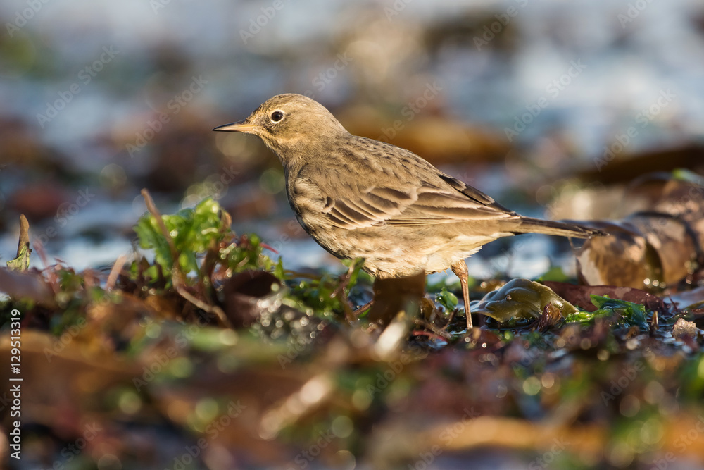 Meadow Pipit, Anthus pratensis Meadow Pipit, Anthus pratensis