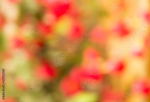 Blur of flowers © chaiudon