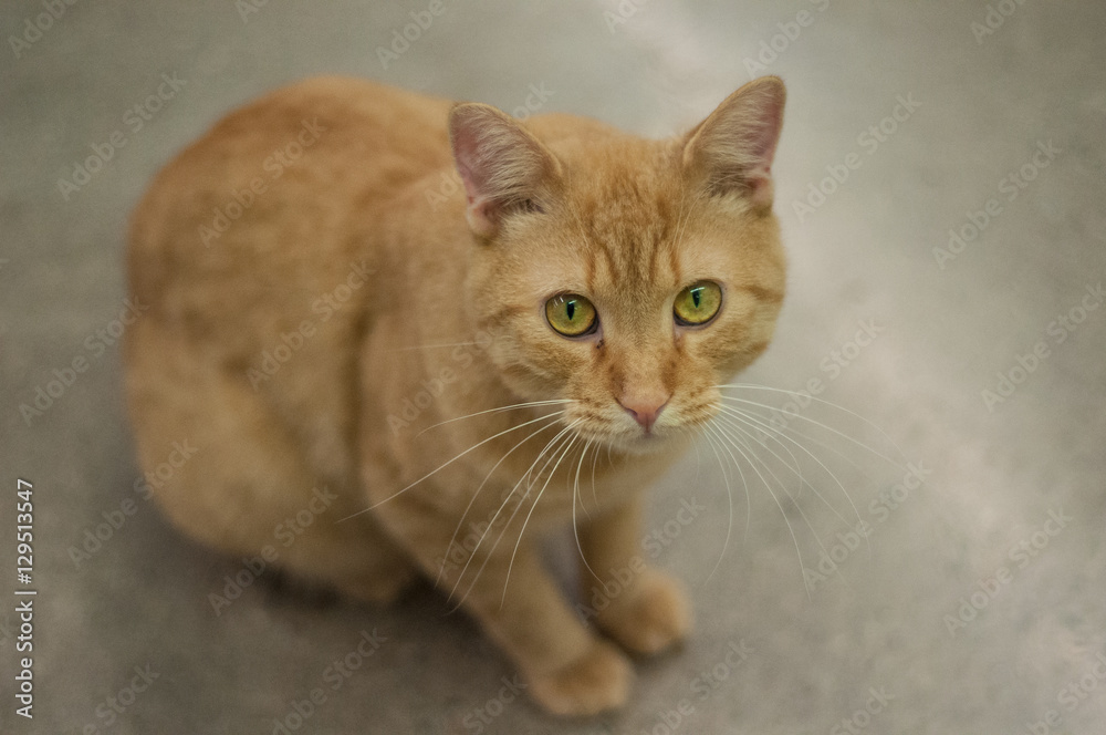 Orange Cat Orange Cat