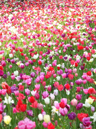 Tulip, flower field at Hitachi Seaside Park in Japan. 