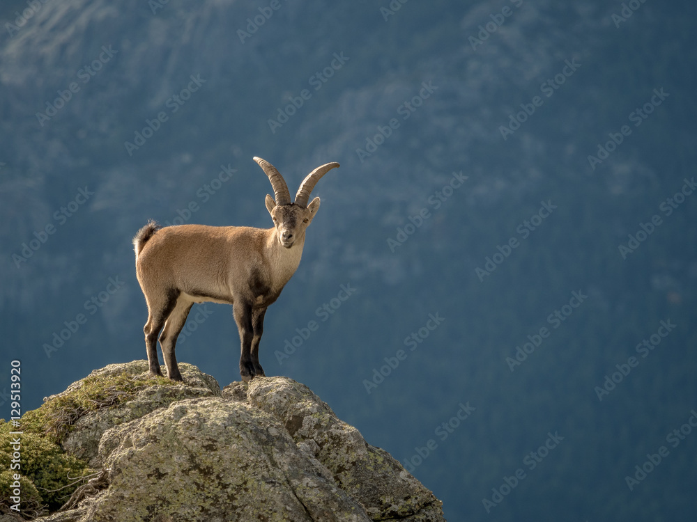 Obraz premium Alpine ibex male on the top of the mountain