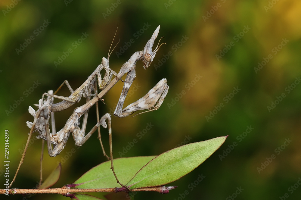 Mantis Mantis
