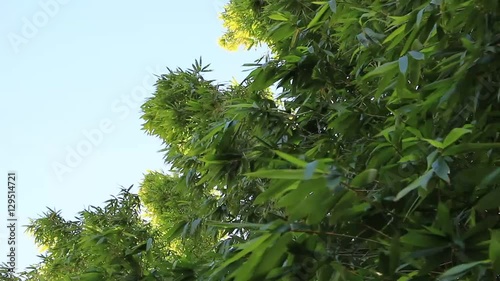 風に揺れる竹林