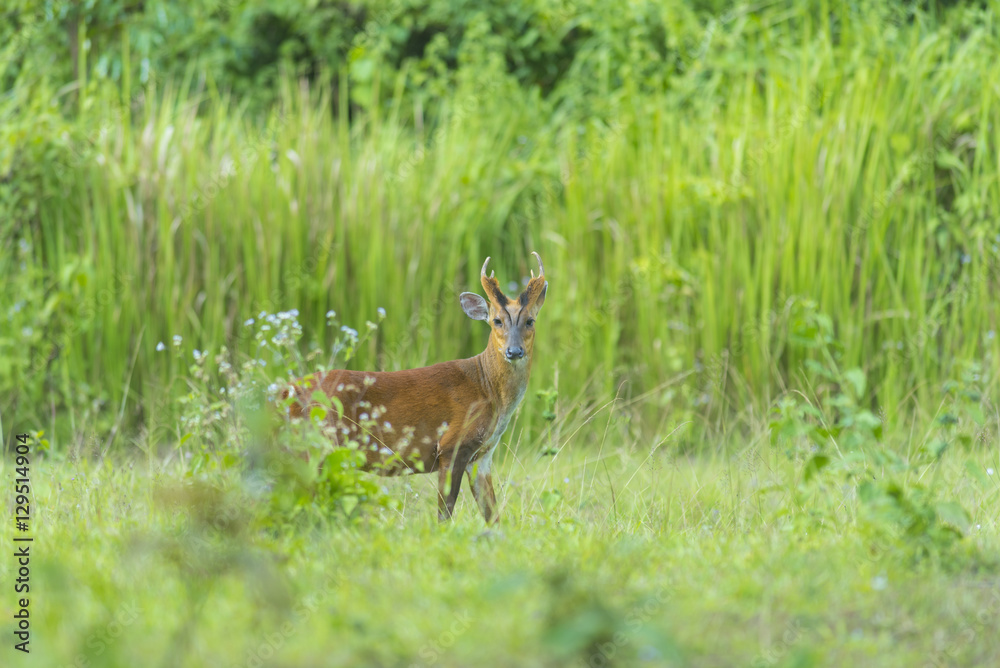 Muntiacus muntjak or fea's barking deer or so called fea's muntjac with flowers in background, Khao Yai National Park Muntiacus muntjak or fea's barking deer or so called fea's muntjac with flowers in background, Khao Yai National Park