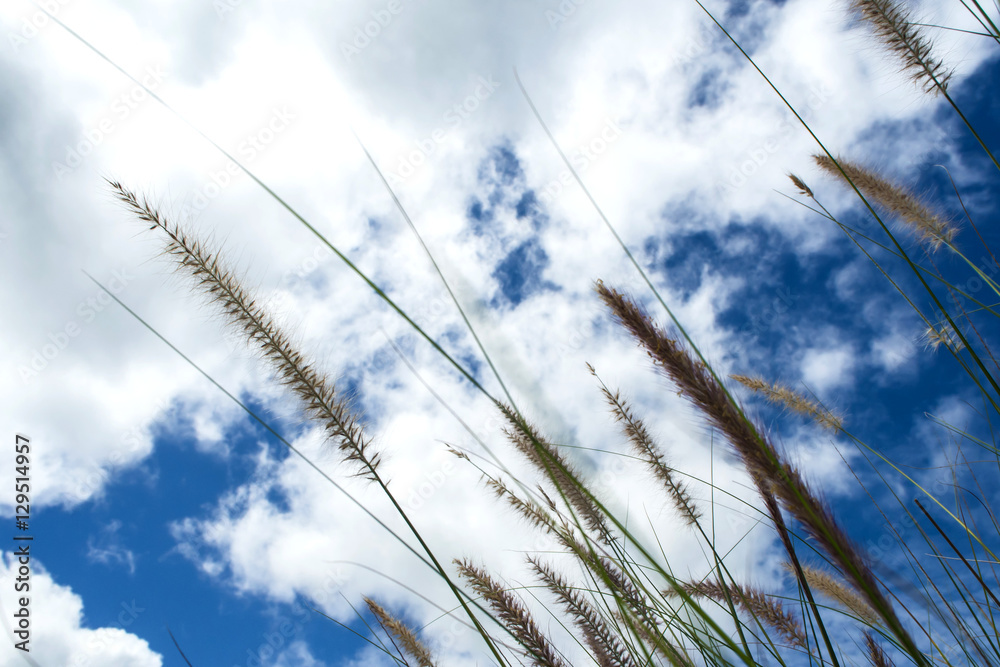 Fototapeta premium Grass flower in wind / blue sky background