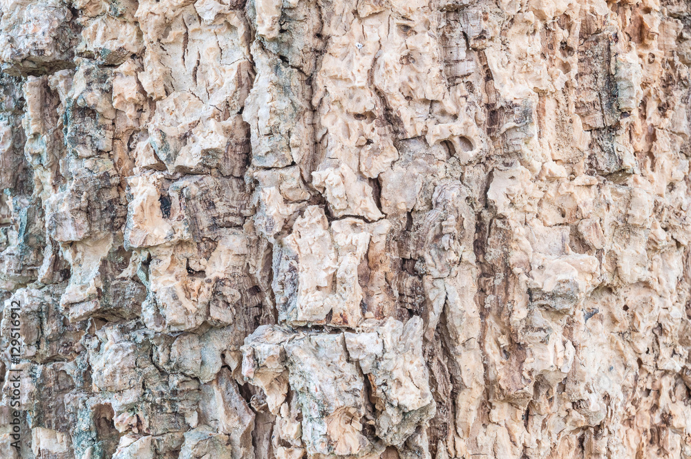 Closeup surface wood pattern at old cracked skin of trunk of tree textured background Closeup surface wood pattern at old cracked skin of trunk of tree textured background