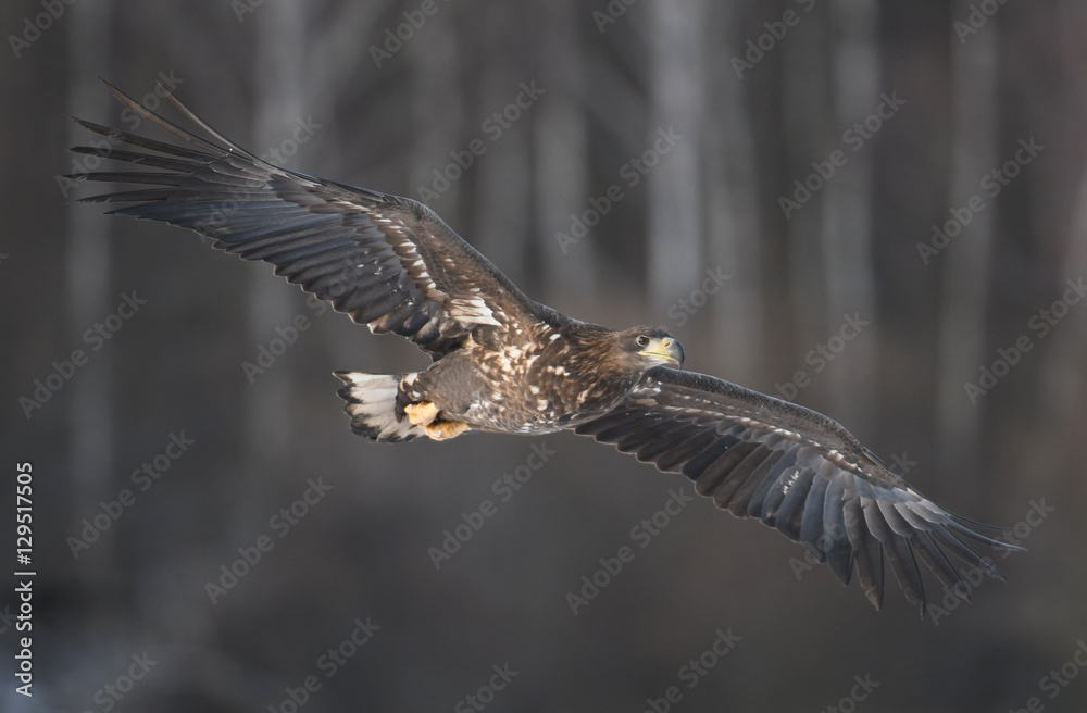 Naklejka premium White tailed Eagle (Haliaeetus albicilla)