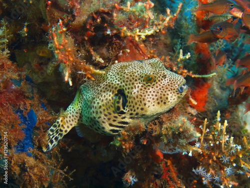 Boxfish © vodolaz