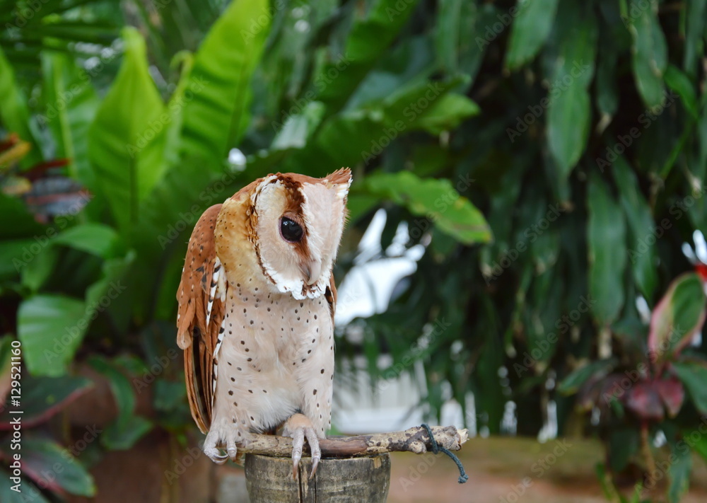 Obraz premium oriental bay owl grab on wooden perch