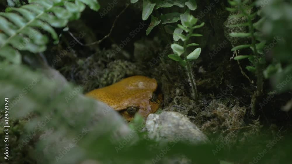Close-up shot of tomato frog among the plants in terrarium. They are endemic to Madagascar. When threatened it puffs up its body Close-up shot of tomato frog among the plants in terrarium. They are endemic to Madagascar. When threatened it puffs up its body