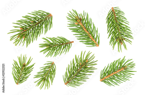 Close up of Fir tree branch isolated on white background