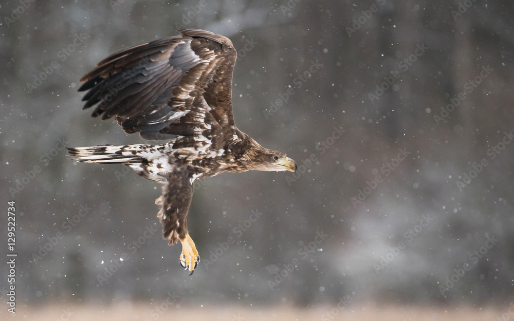 Obraz premium White tailed Eagle (Haliaeetus albicilla)