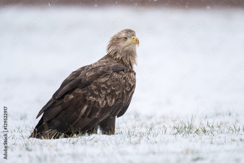 White tailed Eagle (Haliaeetus albicilla) White tailed Eagle (Haliaeetus albicilla)