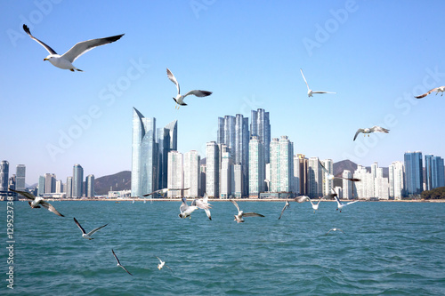 Bild auf Leinwand 해운대 앞바다의 갈매기떼