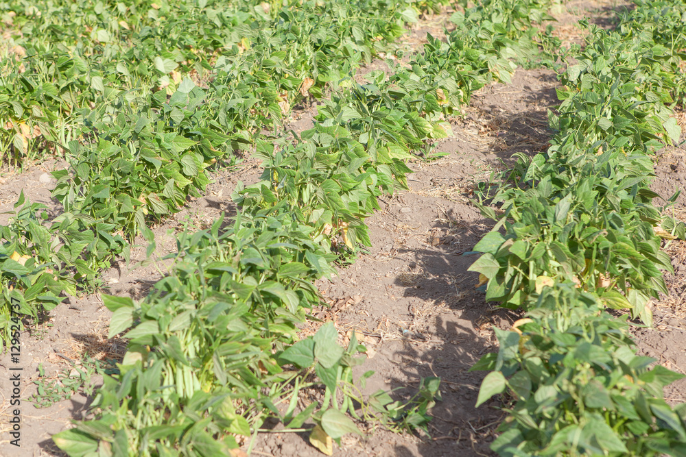 bean plantation bean plantation