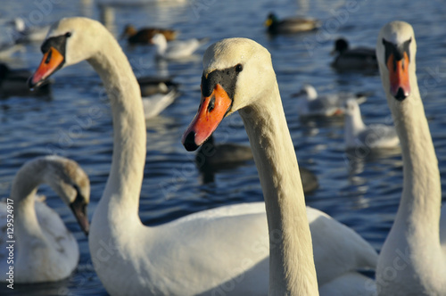 Swans swimming