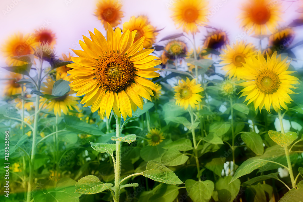 Obraz premium Sunflower field lens flare effec