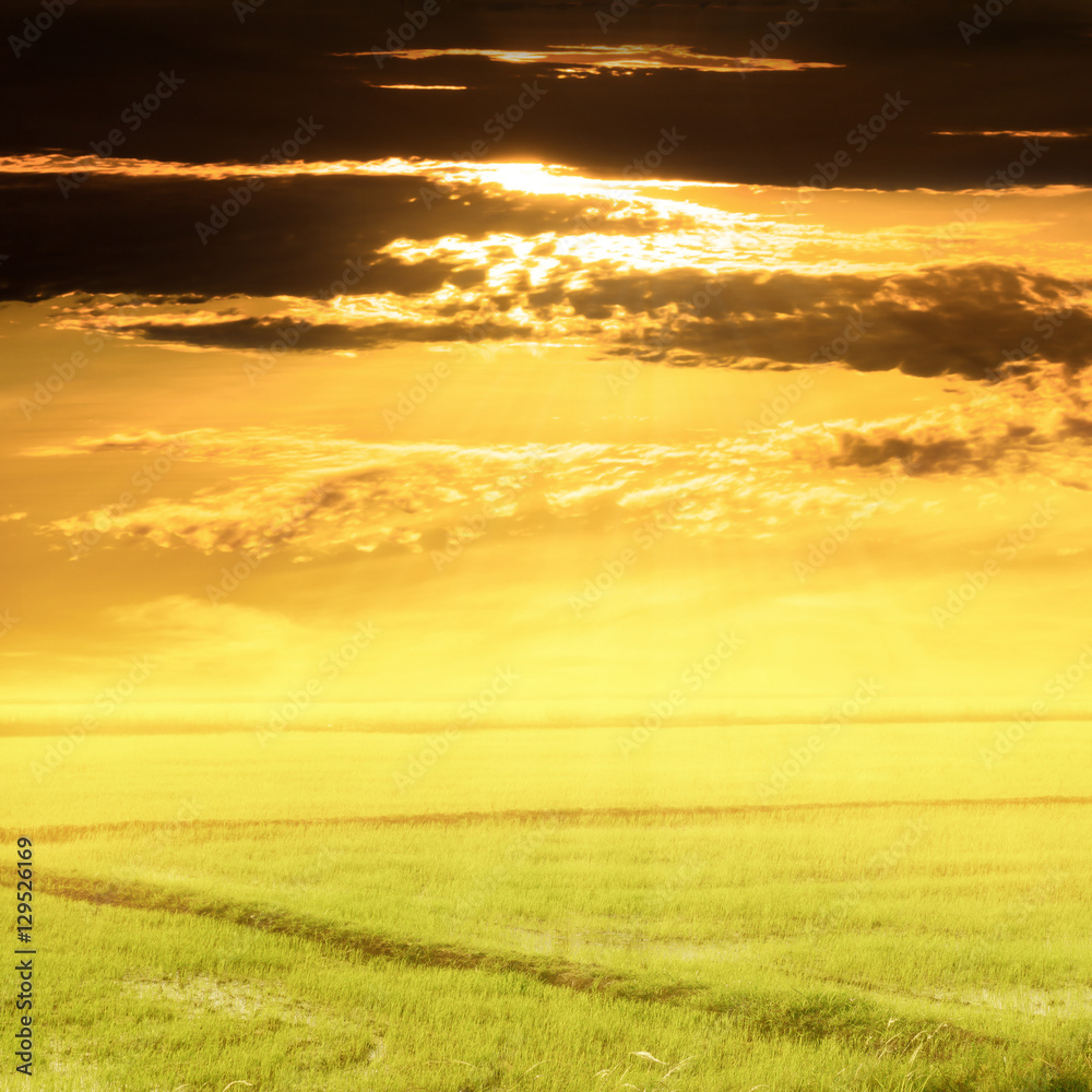 Beautiful rice fields