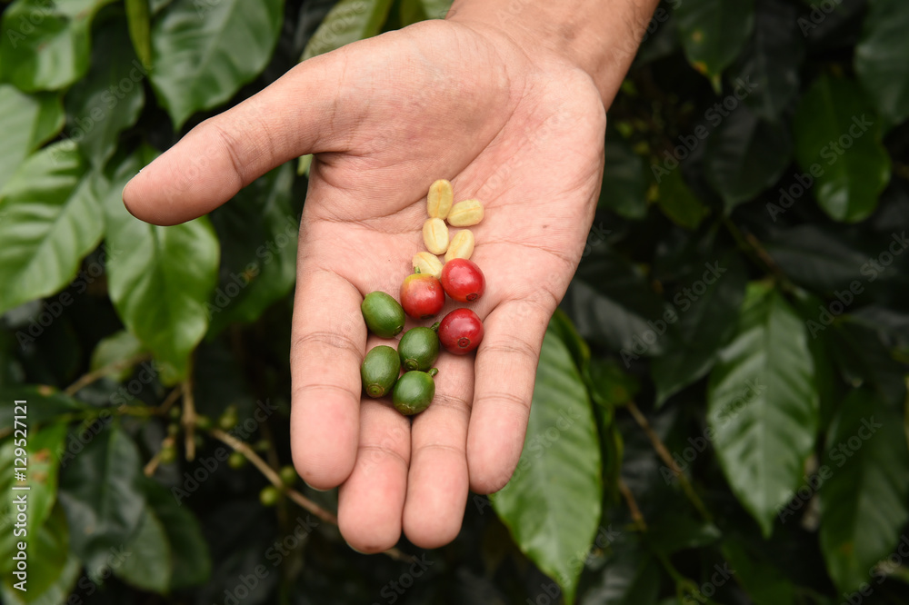 Fresh coffee bean on hand Fresh coffee bean on hand