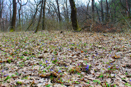 Spring flowers in the forest