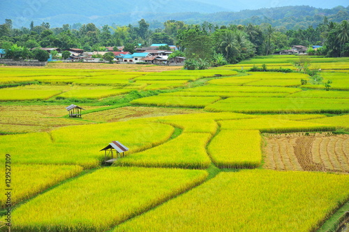 Rice Paddy Fields at Countryside