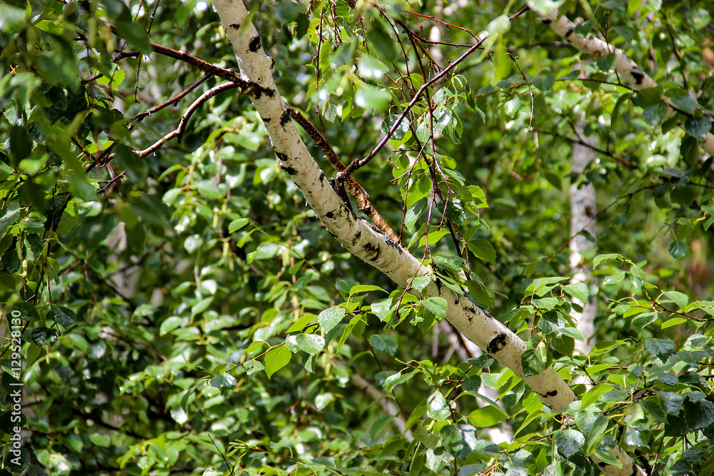 Obraz premium Tall slender white birch trunks with fresh leaves